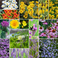 A grid graphic showing the bloomed contents of Midwest All Perennial Wildflower Seed Mix