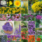 A grid graphic showing the bloomed contents of Perennial Pollinator Wildflower Mix