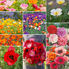 Mixed poppy variety Poppy Power Flower Seed Mix collage on a light background