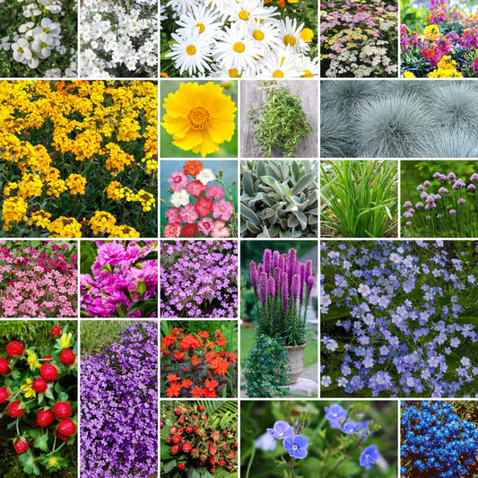 A grid graphic showing the bloomed contents of Rock Garden Perennial Wildflower Seed Mix