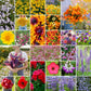 A grid graphic showing the bloomed contents of Southwest Wildflower Seed Mix
