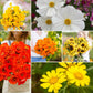 A grid graphic showing the bloomed contents of Sunset Mix - Orange, Yellow & White Flower Seed Mix