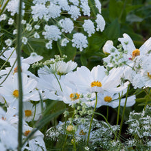A view of the variety of colors in the Moon Garden Flower Seed Mix