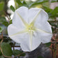 Moonflower large white bloom with yellow-green stamens against a soft green background.