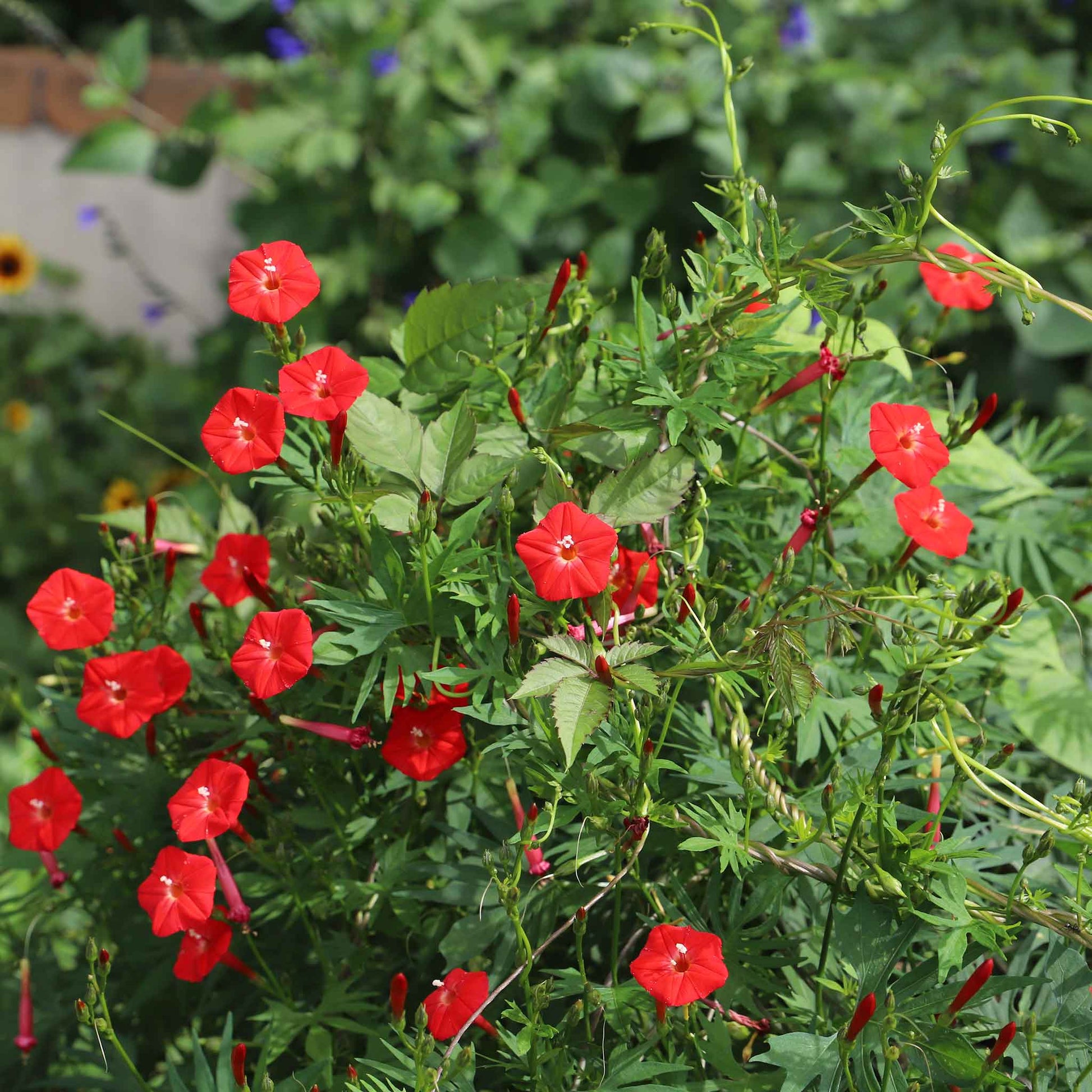 Morning glory cardinal climber small bright red star-shaped blooms with green feathery foliage.