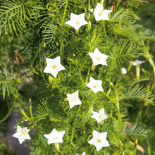 Morning glory cardinal climber white star blooms with yellow centers on a blurred green backdrop.