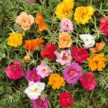 Moss rose double mix vibrant pink, orange and yellow blooms with green leaves in a garden.