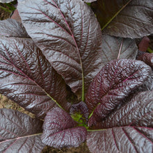 A vibrant Red Giant mustard plant with prominent veins and a slightly ruffled edge.