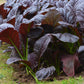 A close-up of a Red Giant mustard plant with red-tinged leaves and green foliage growing in soil.