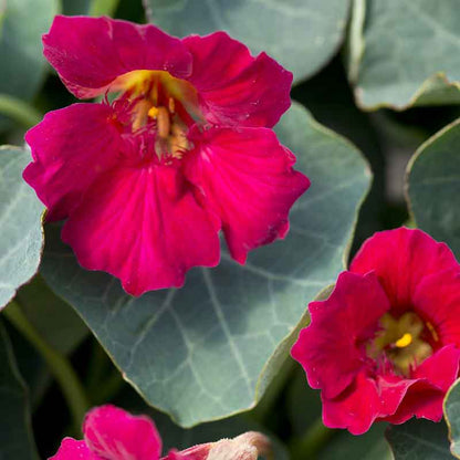 Red Nasturtium Baby Rose flowers with dark green blurred foliage background