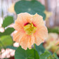 Peach Nasturtium Gleam Salmon flower with soft green blurred background