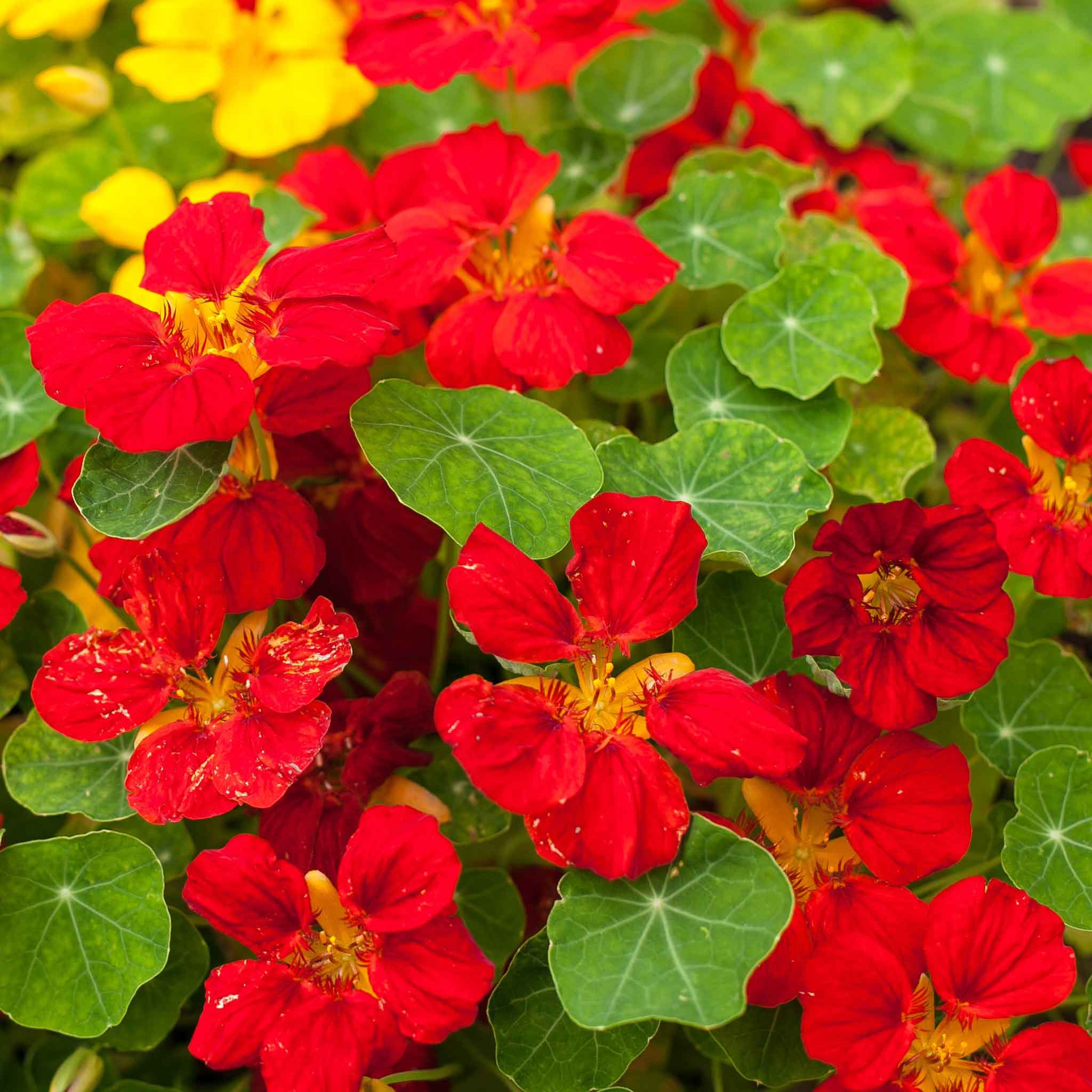 Red and yellow Nasturtium Globe of Fire flowers with green leaves on a garden background