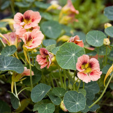 Peach-orange Nasturtium Ladybird Rose flower with orange and yellow petals on green background
