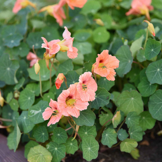 Salmon-pink Nasturtium Salmon Baby flower against a blurred green background