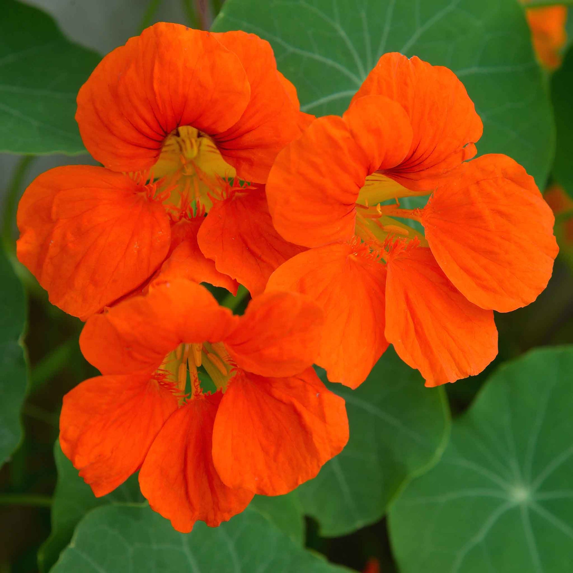Bright orange Nasturtium Spitfire flowers with green leaves on a blurred background