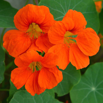 Bright orange Nasturtium Spitfire flowers with green leaves on a blurred background
