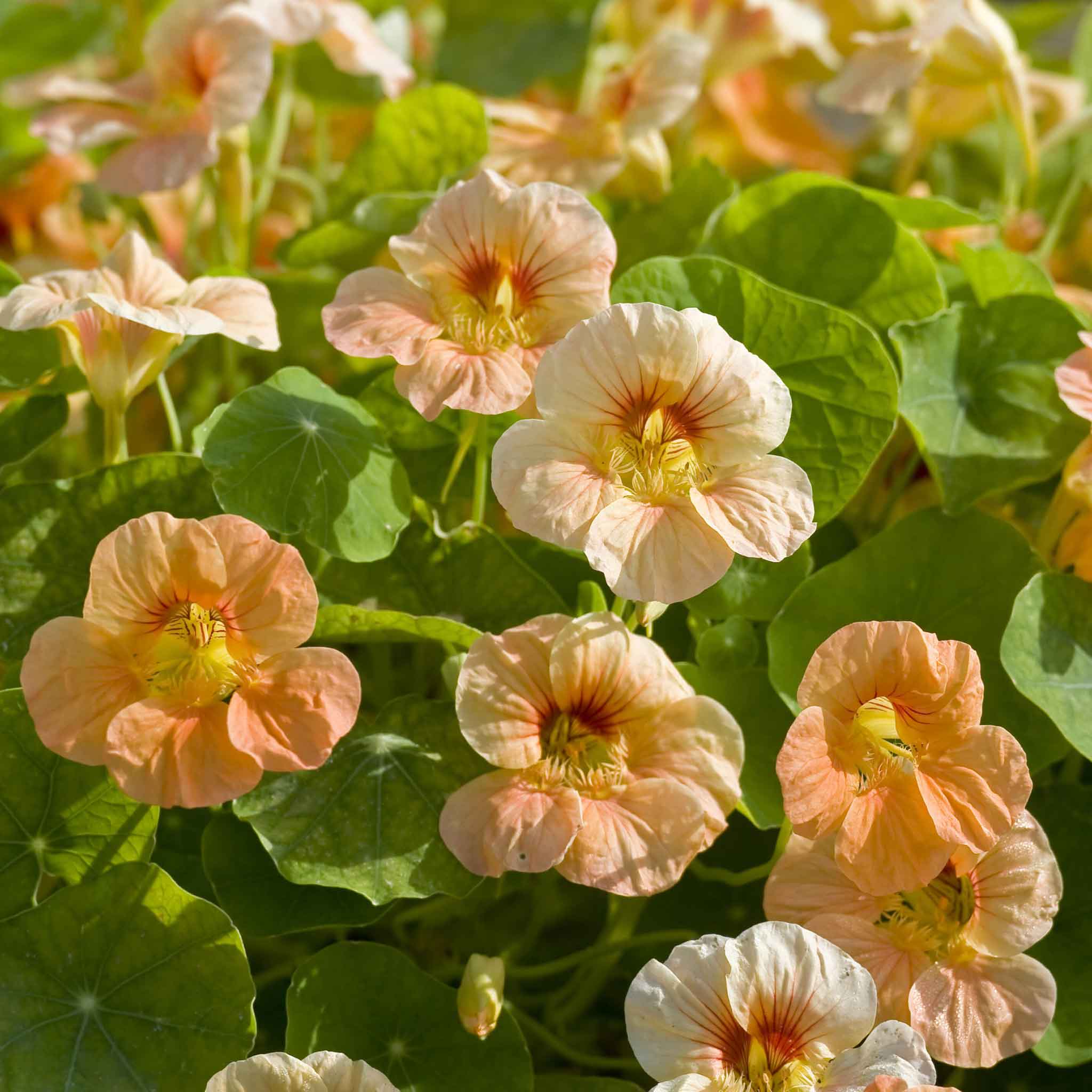 Apricot-orange Nasturtium Tip Top Apricot flowers with green leafy background