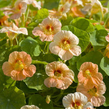 Apricot-orange Nasturtium Tip Top Apricot flowers with green leafy background
