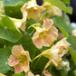 Pale peach Nasturtium Tip Top Pink Blush flower with green leafy background