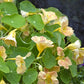 Orange Nasturtium Tip Top Pink Blush flower with blurred green foliage background