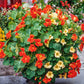 Orange, yellow, and red Nasturtium Tom Thumb Mix blooms on a green background | copyright: Floramedia UK Ltd