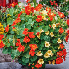 Orange, yellow, and red Nasturtium Tom Thumb Mix blooms on a green background | copyright: Floramedia UK Ltd