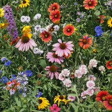 Colorful mix of northeast native wildflowers including daisies, coneflowers, and sunflowers in a garden setting.