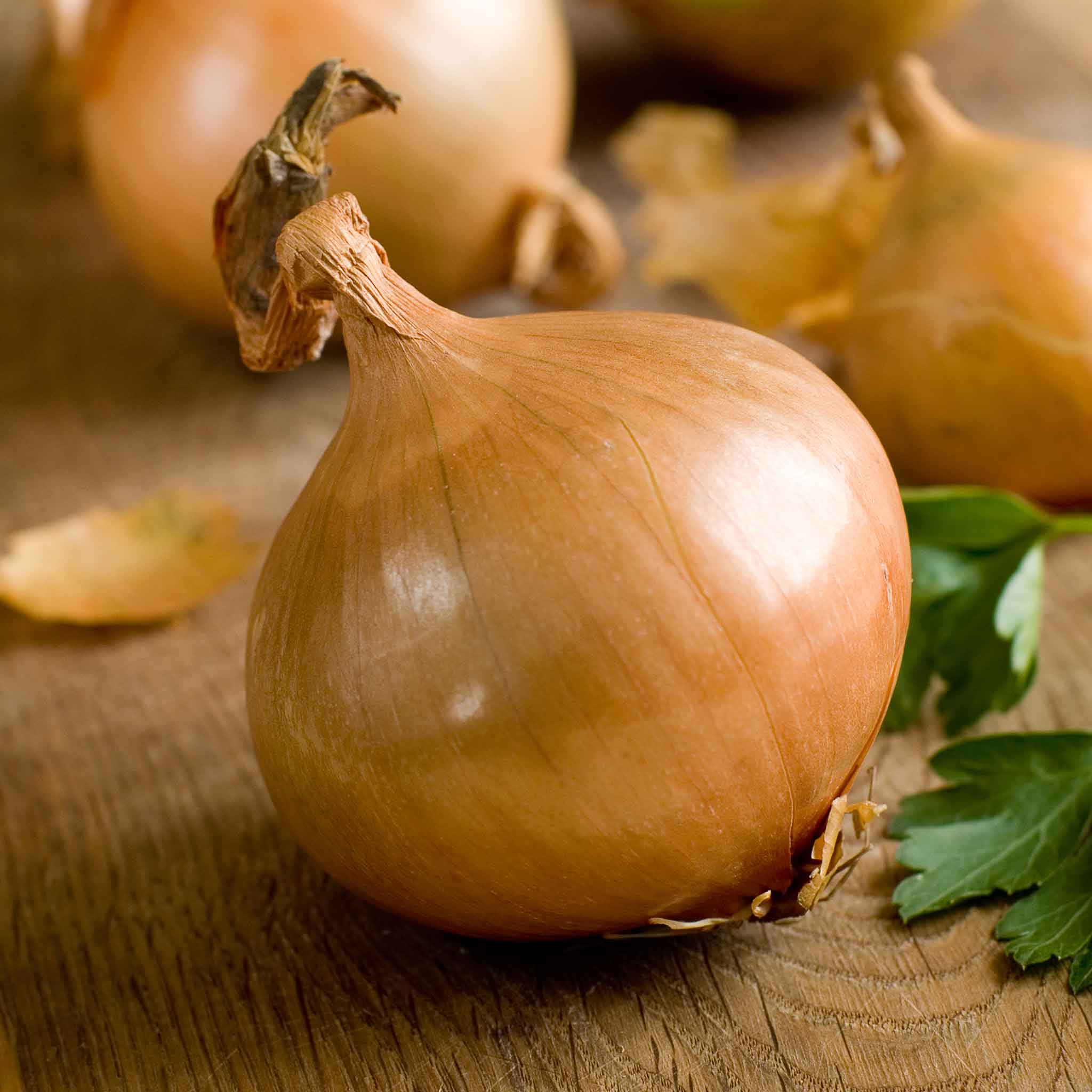 A close-up shot of a single Texas Early Grano onion, showcasing its smooth, light-yellow skin.
