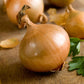 A close-up shot of a single Texas Early Grano onion, showcasing its smooth, light-yellow skin.
