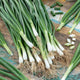 Onion Seeds (Bunching) - White Lisbon