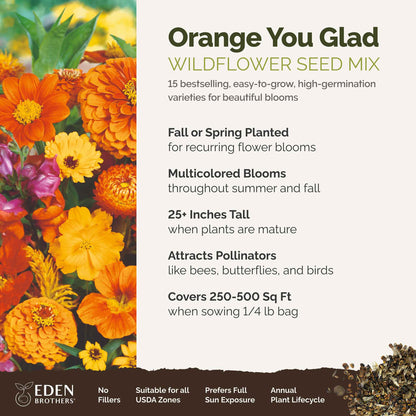 A visual overview of the wildflower seed mix, showcasing expected floral blooms.