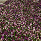 Pansy frizzle sizzle raspberry deep pink ruffled bloom with dark veins on a blurred backdrop.