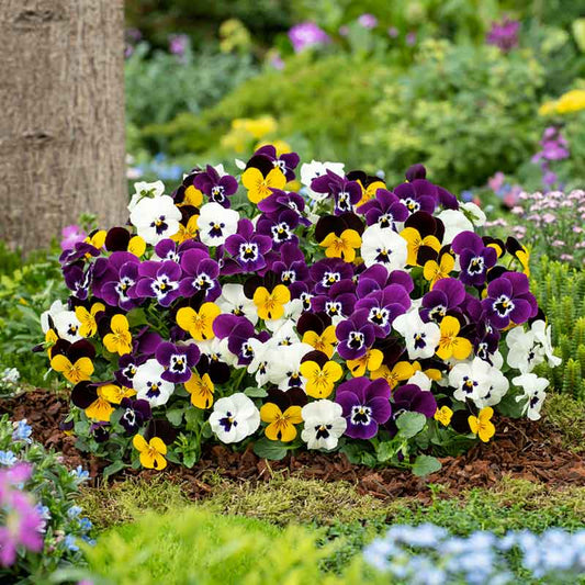 Pansy swiss giant mix yellow and purple blooms massed together in a colorful garden border. | copyright: Floramedia UK Ltd