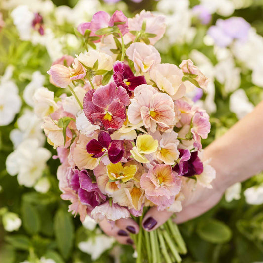 Pansy pastel mix soft pink, purple and yellow blooms bunched together on a plain backdrop.