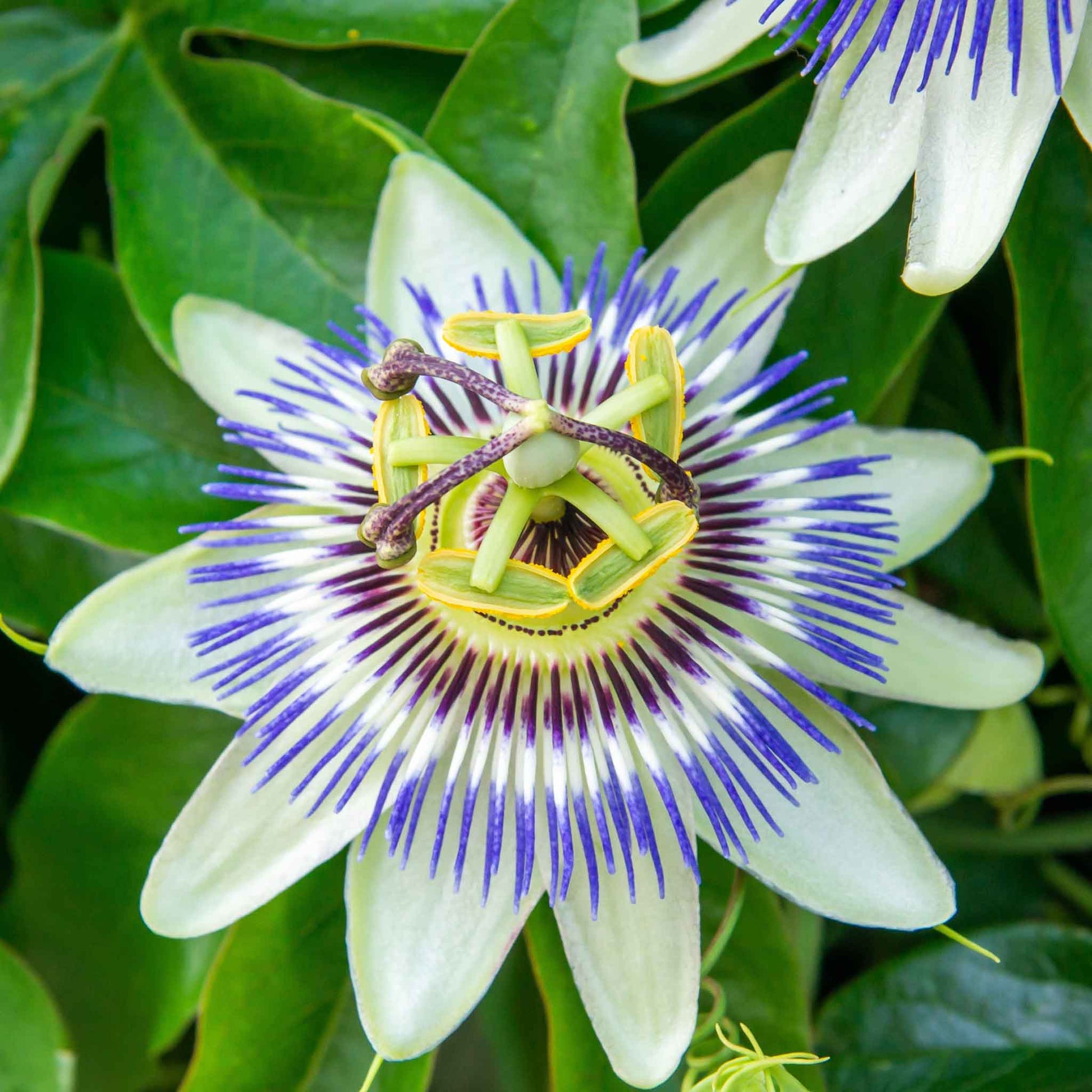 Passiflora purple and white bloom with intricate stamens against a soft green backdrop.