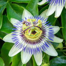 Passiflora purple and white bloom with intricate stamens against a soft green backdrop.