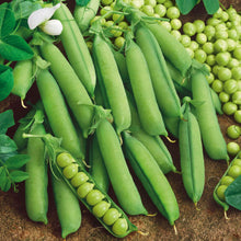 A close-up shot of small, round, dried Alaska pea seeds in varying shades of green.