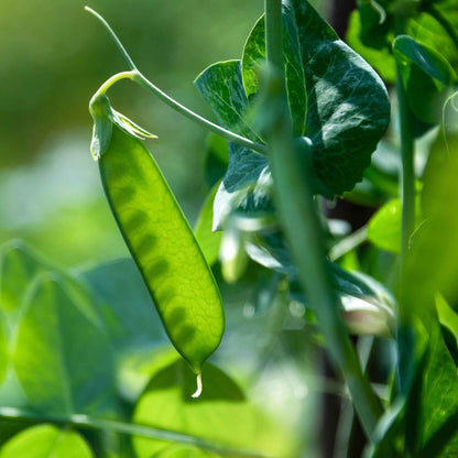 Close-up of a dwarf white sugar pea plant with several green pods hanging from a stem.
