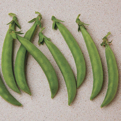 Harvested green Snak Hero pea pods with smooth green skin and the stem still attached