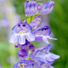Penstemon rocky mountain bright purple bloom with white markings on a soft green backdrop.