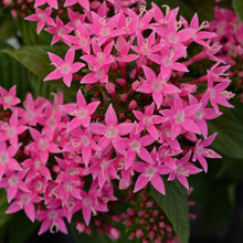 Close-up of pentas lucky star deep pink flowers with green leaves