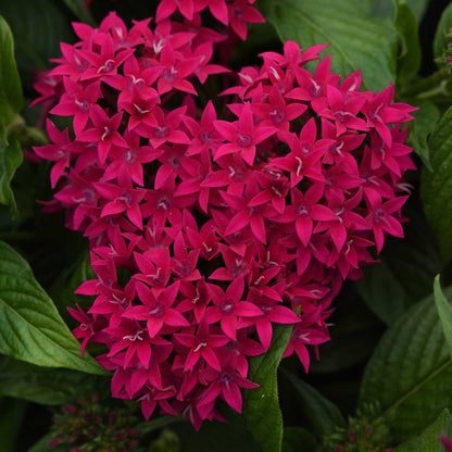 Close-up of a cluster of bright pink pentas lucky star lipstick flowers with green leaves.