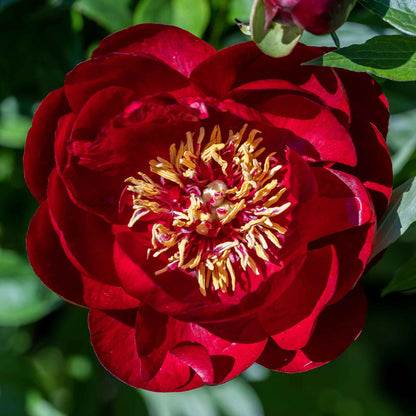 Deep mahogany-red semi-double buckeye belle peony with golden-yellow stamens on a green leafy background.