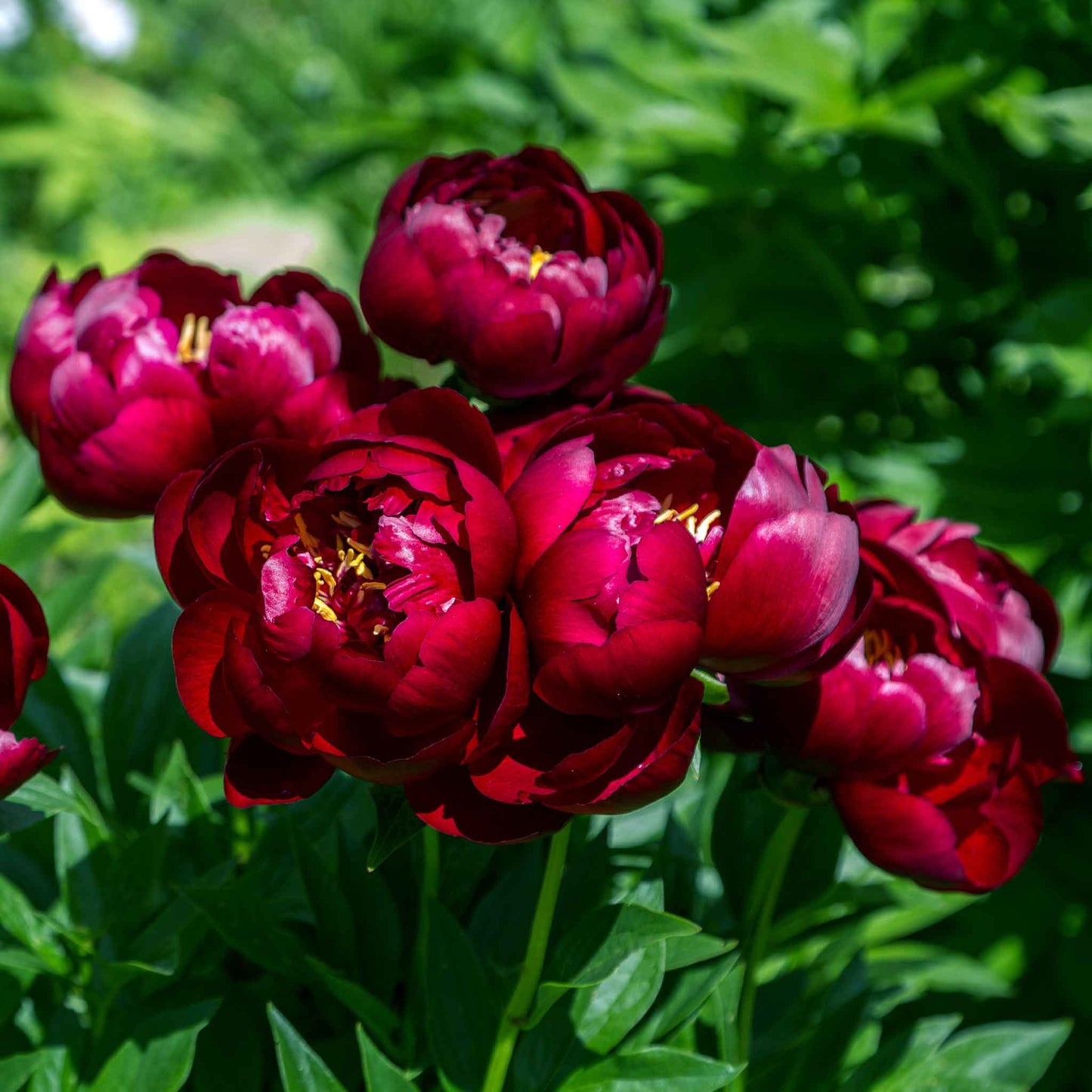 Deep mahogany-red semi-double buckeye belle peony with golden-yellow stamens on a green leafy background.