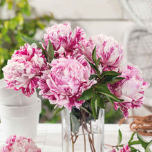 Bouquet of double white candy stripe peony flower with distinctive raspberry red stripes on the petals.