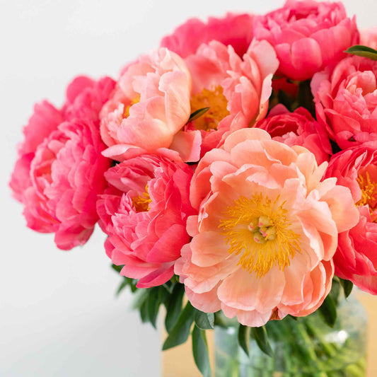 Bouquet of coral bouquet peonies with golden centers against deep green foliage.