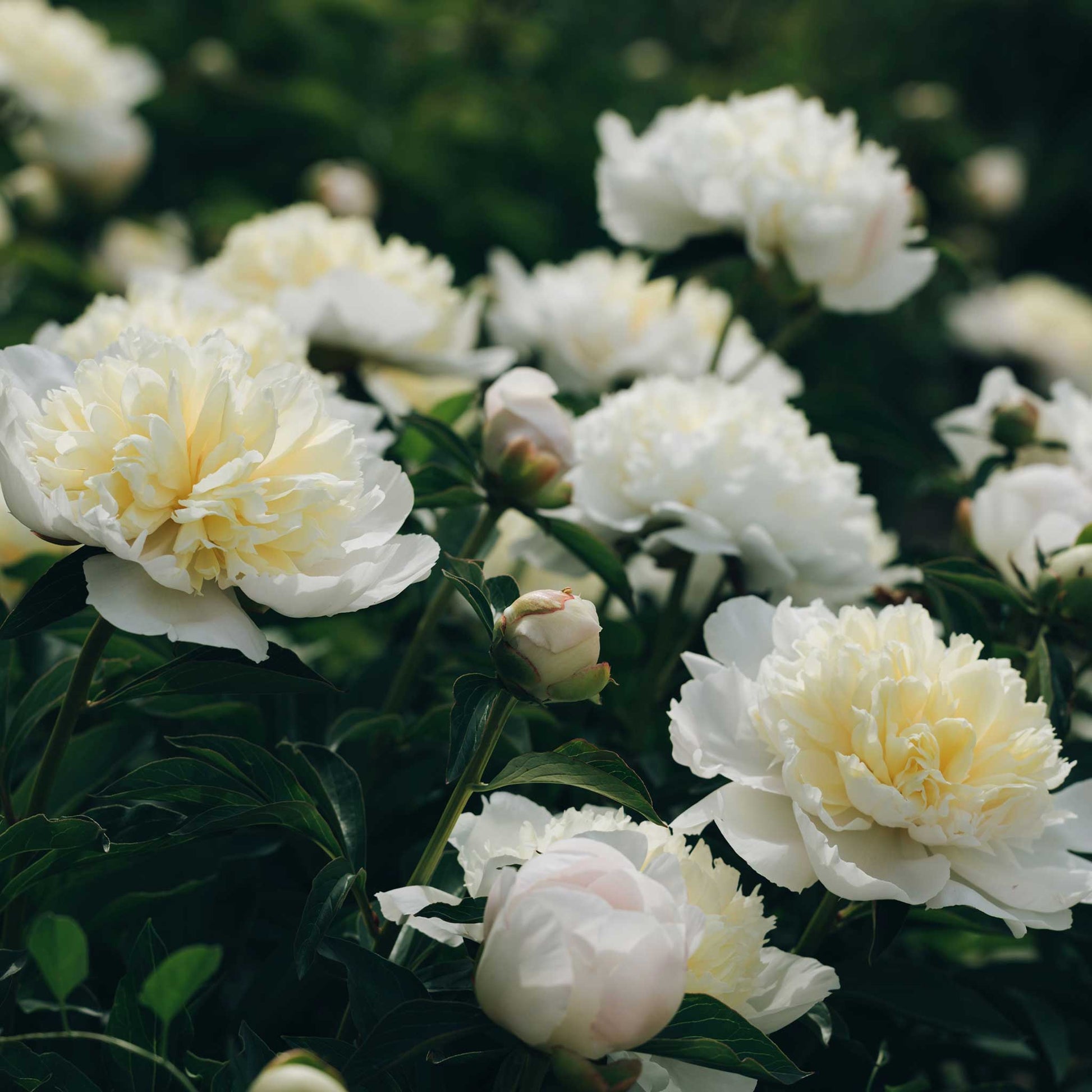 Creamy-white double duchesse de nemours peony with a yellow center and green foliage on a clear day.