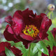 Itoh Peony Roots - Scarlet Heaven