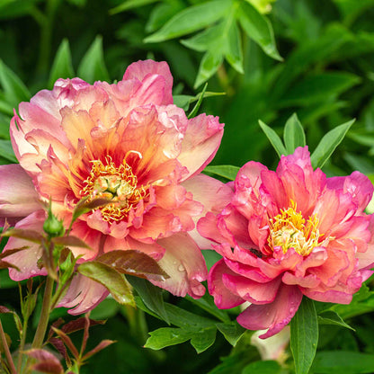 Close-up of a semi-double Julia Rose Itoh Peony with cherry-red petals fading to apricot and yellow.