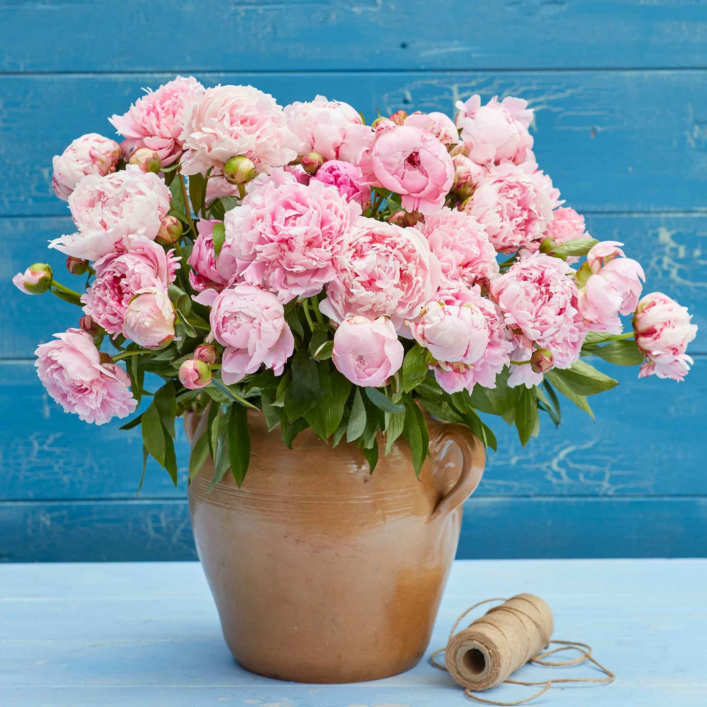 A bouquet of jumbo sarah bernhardt peony flowers with a blue background.